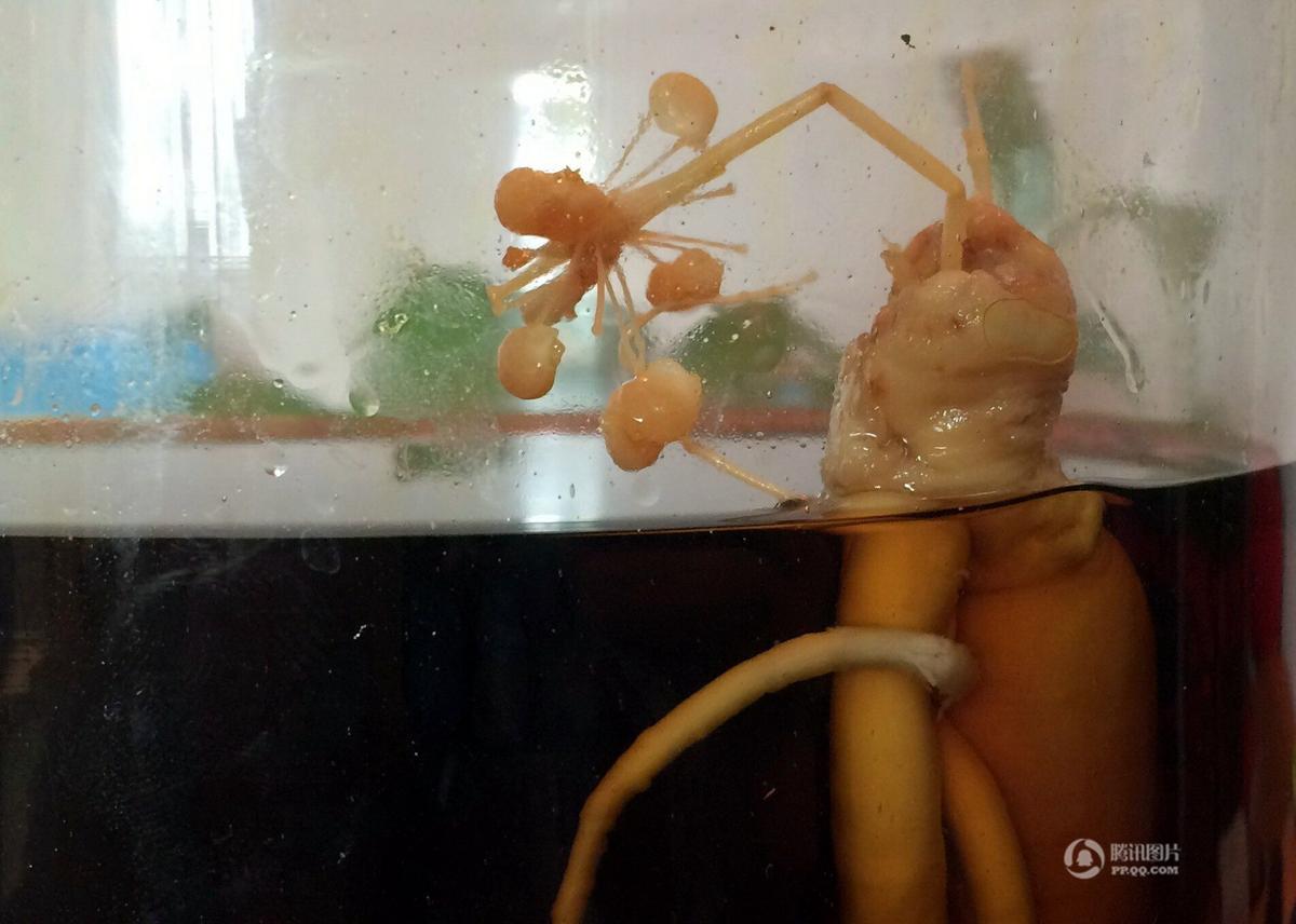 ��������60�Ȱ׾����˅� 8����_����ɫС��