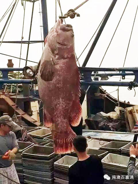 ���^�O�񲶫@350�����ʯ���~ ����C���ܵ���